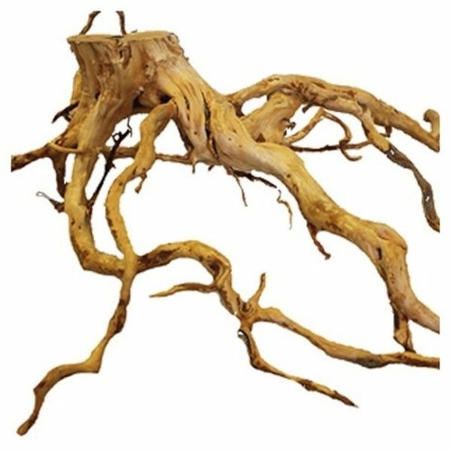 Radice azalea acquario - azalea,
