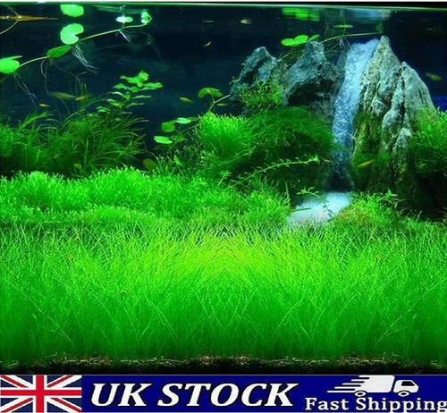 Semi erba per acquario - semi, di