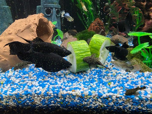 Nuovo porta ortaggi acquario - ortaggi,