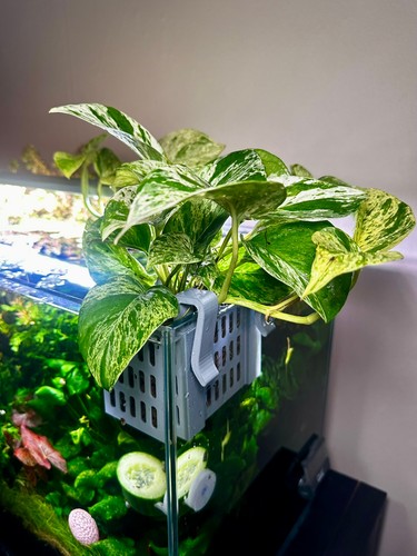 Cesto per piante acquario - cesto,