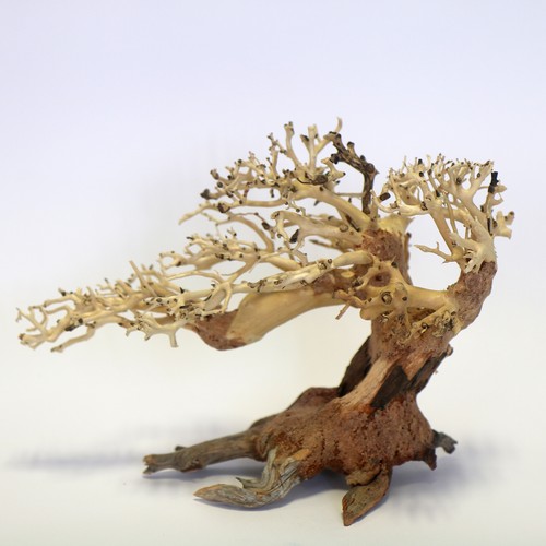 Bonsai romantico legno piccolo - bonsai,