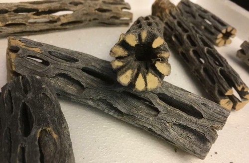 Vuka legno cholla - 15,
